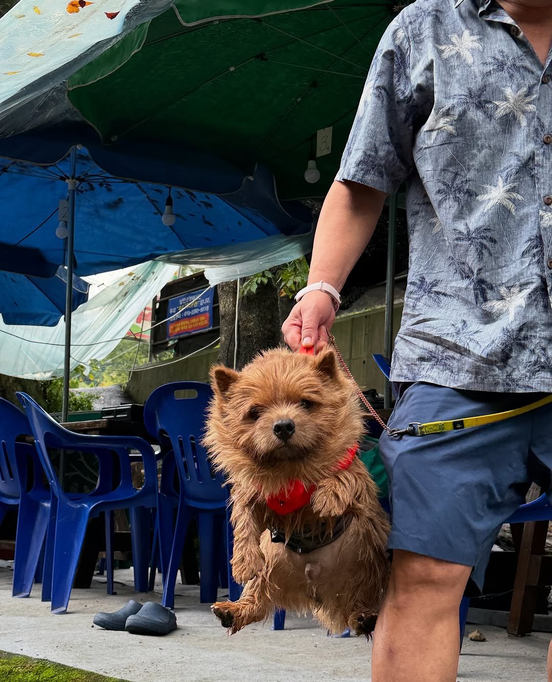 Photo by 조하린 마태오 Matthew🥥 on August 16, 2025. May be an image of 1 person, Norwich terrier and text.