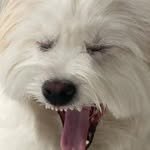 eunsim_dog 프로필 사진