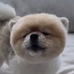 coco_8_12 프로필 사진
