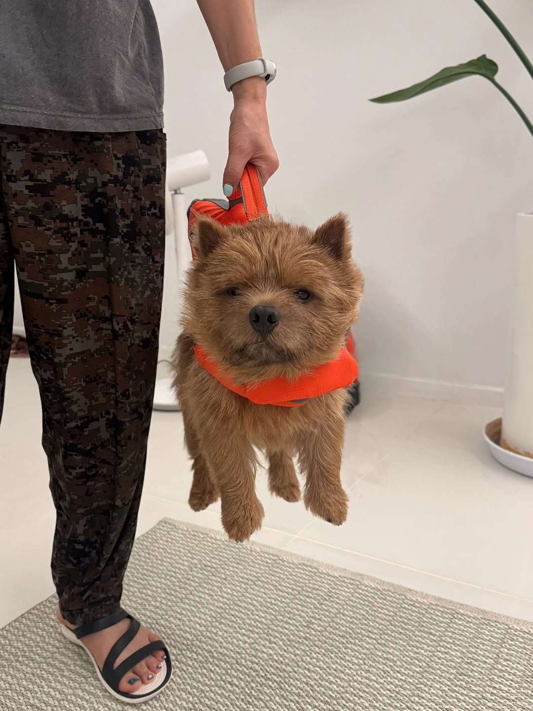 Photo by 조하린 마태오 Matthew🥥 on August 13, 2025. May be an image of 1 person, Chow, Norwich terrier and text.