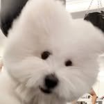 coton_chandong 프로필 사진