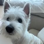 westie_edi 프로필 사진