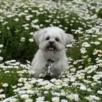 lesser_pup 프로필 사진