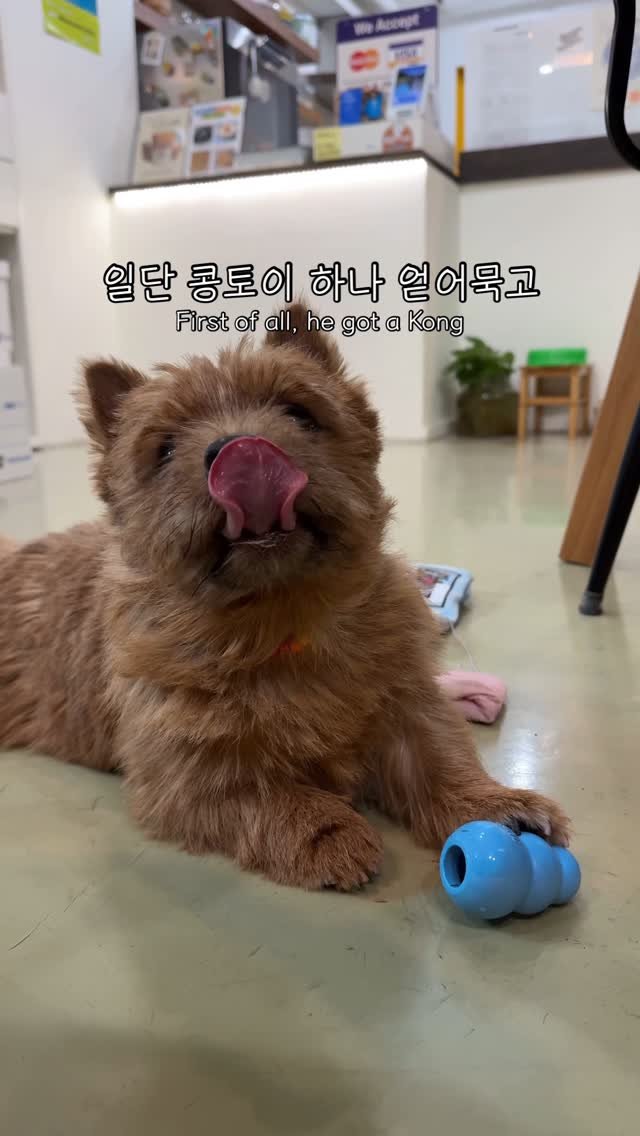 watch.mygae 게시물 이미지: @licker_norwich_terrier 선생님에게 과외받는 강아지...