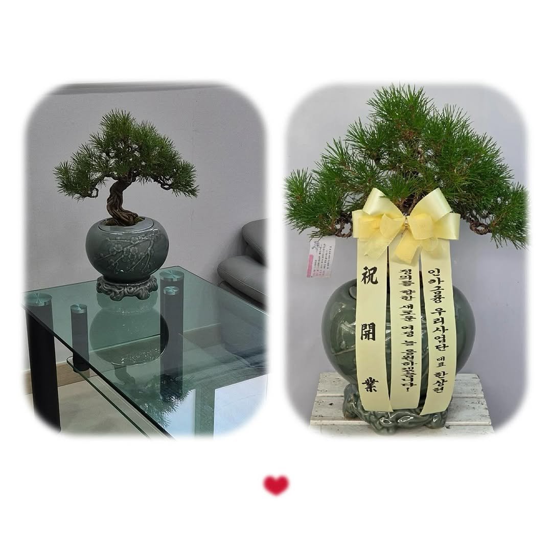 Photo by ✪ 인카금융서비스 _ 우리사업단 대표 한상현 ✪ on November 05, 2025. May be an image of flower pot and text.