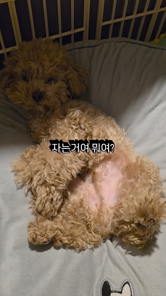 well.bok 게시물 이미지: 오늘의아침 구구 모습

주무세요???

#말티푸 #반려견릴스