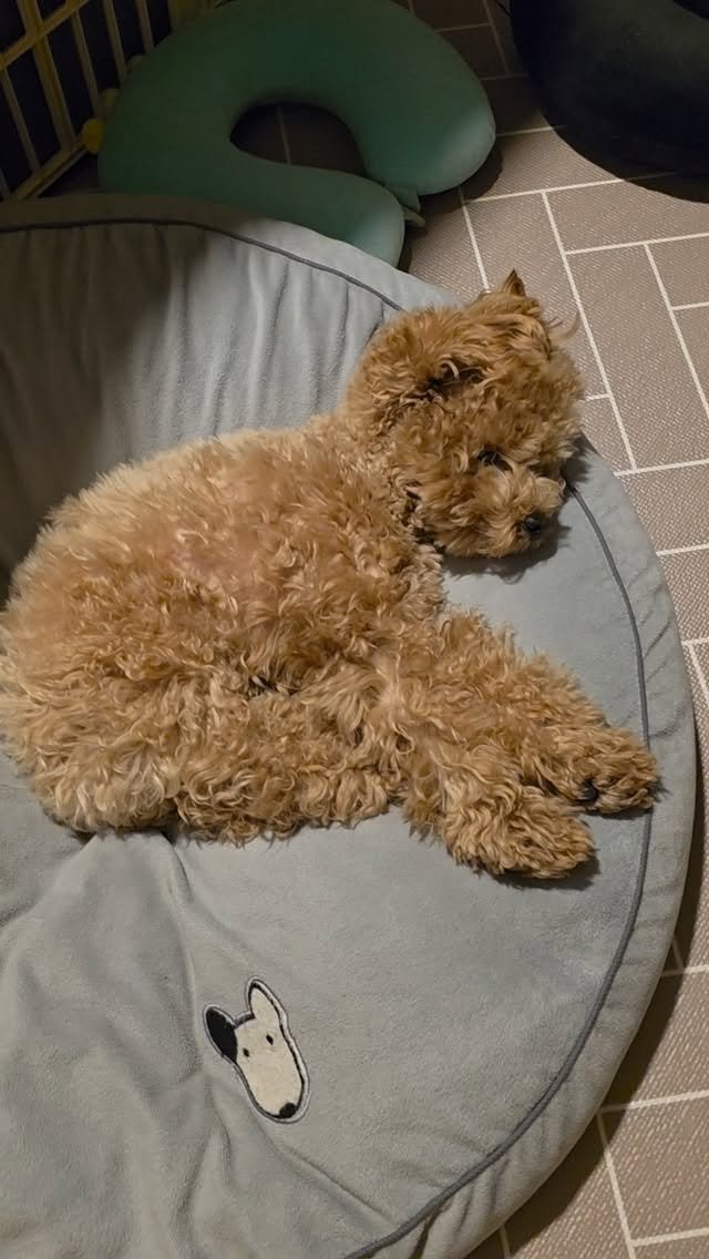 well.bok 게시물 이미지: 구구야
아빠랑 인내심 테스트하냐?

간식있을때만 말듣고
이후엔 쌩이냐?