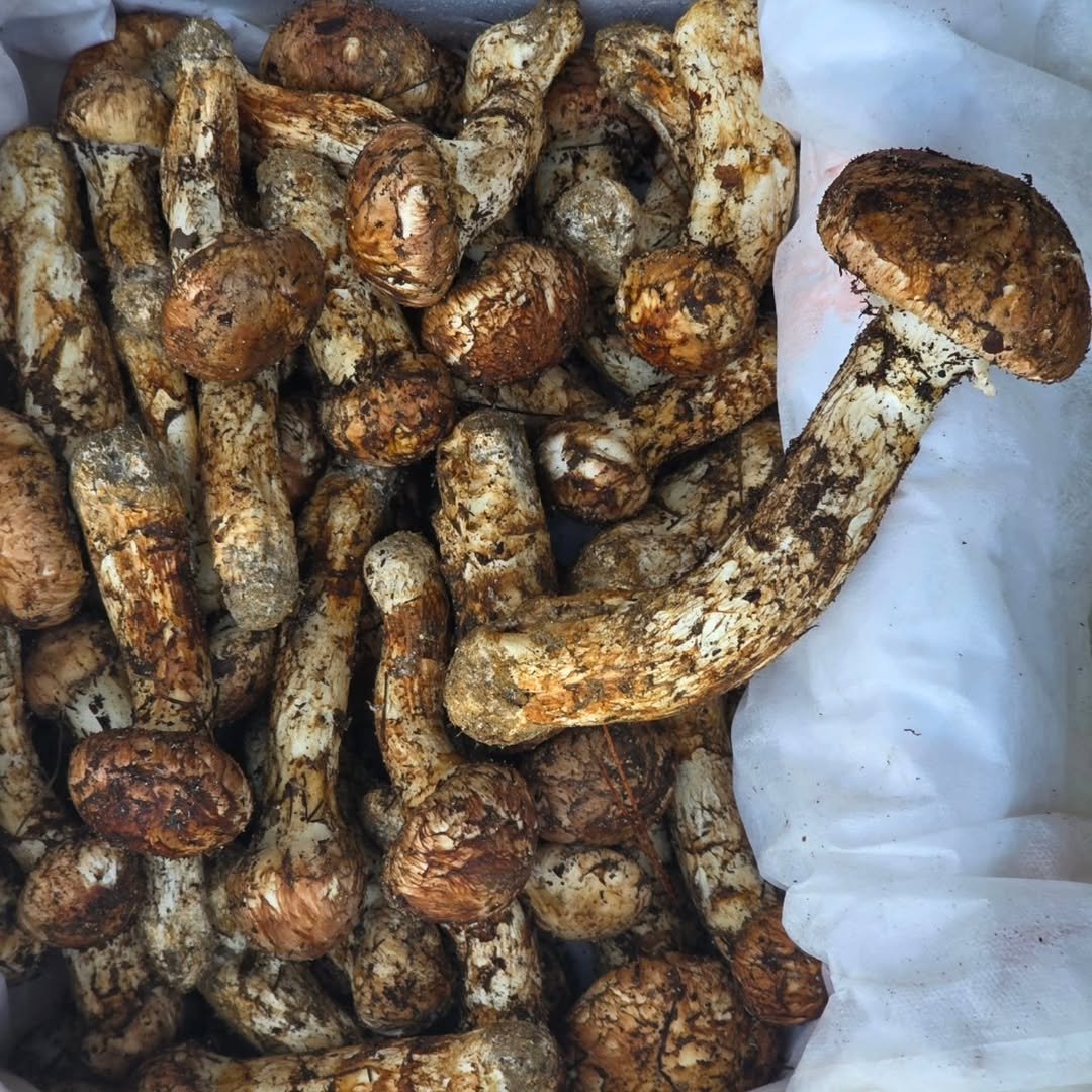 Photo by 최대학 on October 18, 2025. May be an image of shiitake mushrooms, mushroom, puffball mushroom and text.