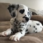 store.dalmatian 프로필 사진
