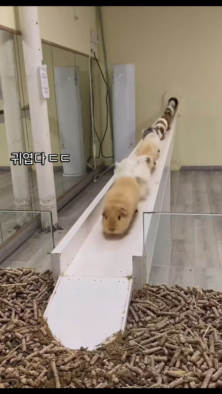 what___the_____ 게시물 이미지: 카와이....