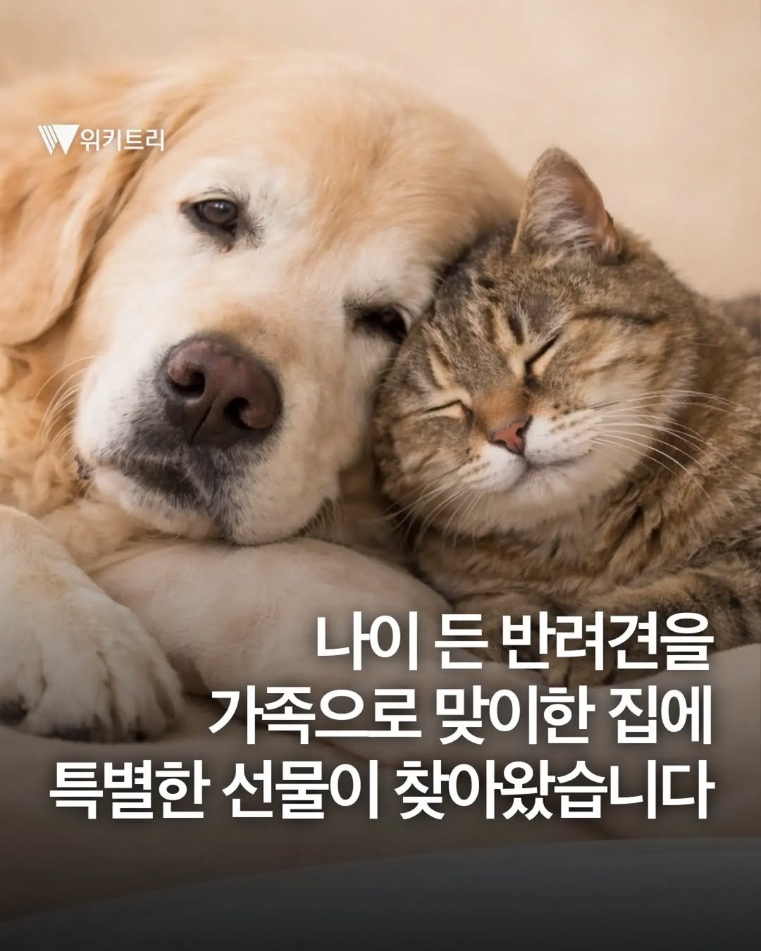 wikitree 게시물 이미지: 7살 이상 나이가 든 반려견은 입양처를 찾기 쉽지 않습니다. 노화가 본격화되는...