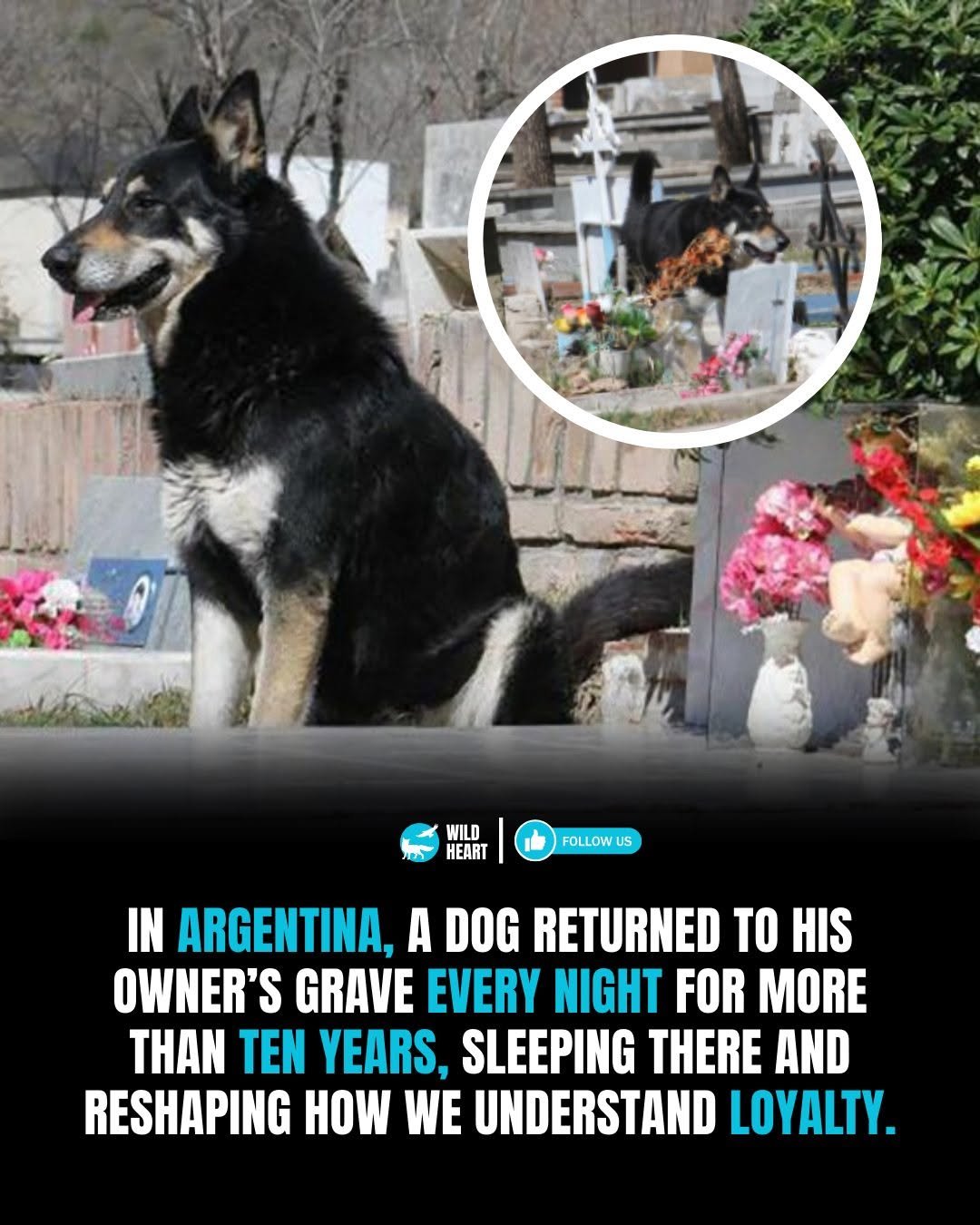 Photo by Wild Heart on January 03, 2026. May be an image of collie and text that says 'WILD HEART FOLLOW us IN ARGENTINA, A DOG RETURNED TO HIS OWNER'S GRAVE EVERY NIGHT FOR MORE THAN TEN YEARS, SLEEPING THERE AND RESHAPING HOW WE UNDERSTAND LOYALTY.'.