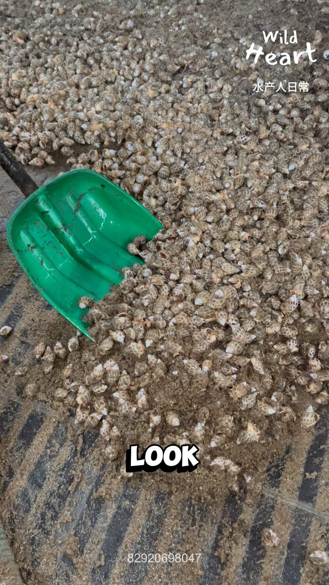 wildheart_500 게시물 이미지: Why These Snails Cost More
#aquaculture...