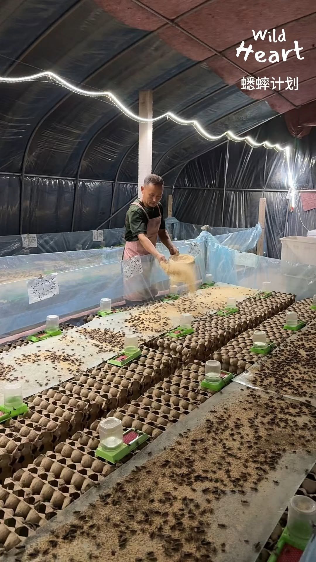 wildheart_500 게시물 이미지: Why Farmers Raise Crickets
#cricketfarm...