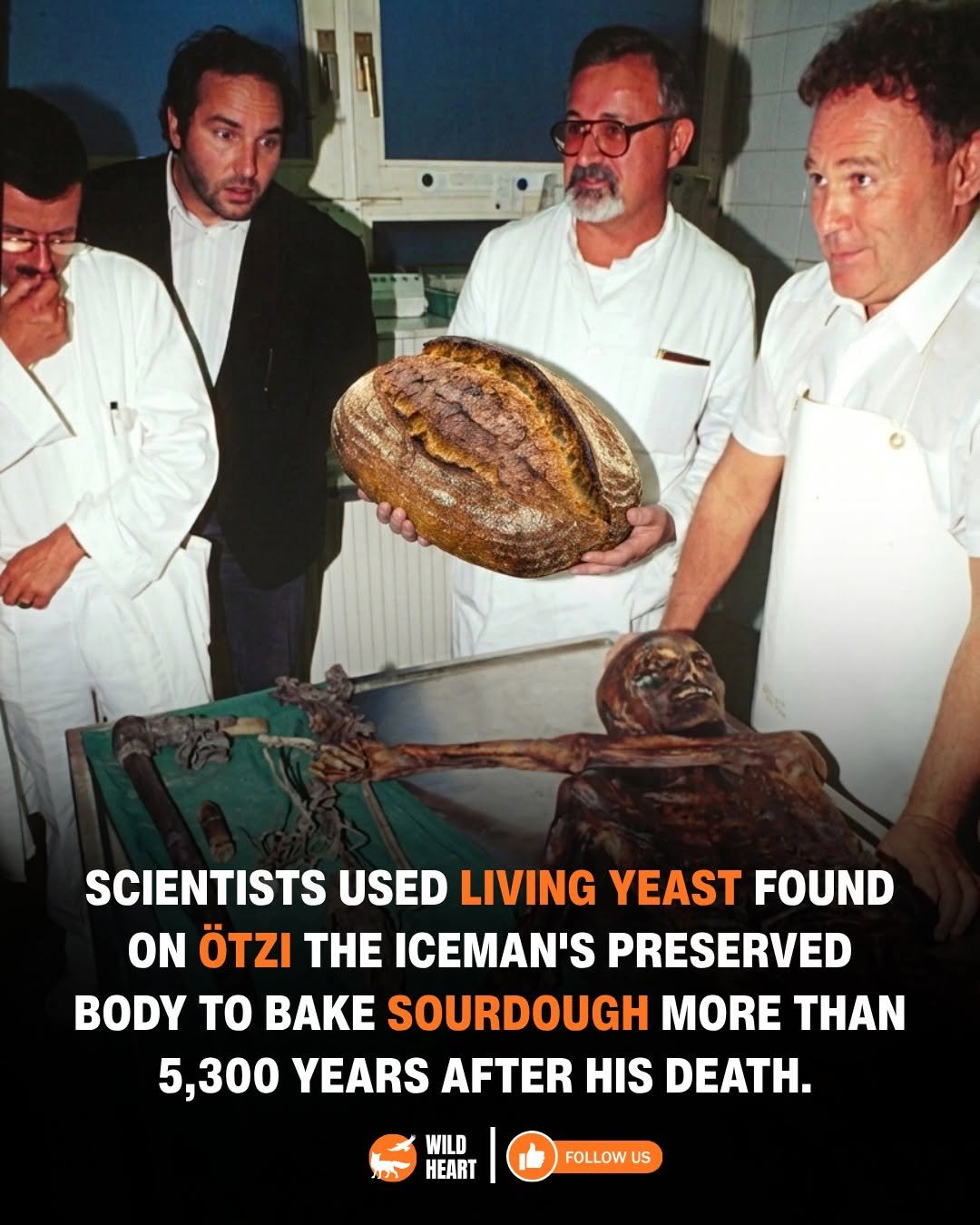 wildheart_500 게시물 이미지: Researchers studying Ötzi the Iceman have...