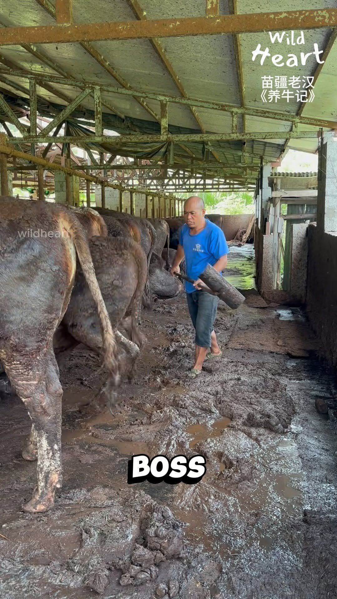 wildheart_500 게시물 이미지: Farmer Uncle’s Daily Battle
#farmlife...