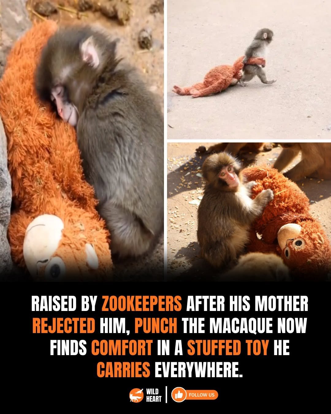 Photo by Wild Heart on February 18, 2026. May be an image of text that says 'ah RAISED BY ZOOKEEPERS AFTER HIS MOTHER REJECTED H, PUNCH THE MACAQUE NOW FINDS COMFORT IN A STUFFED TOY HE CARRIES EVERYWHERE. WILD HEART FOLLOW US'.