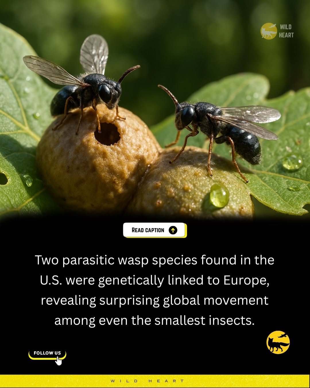 Photo by Wild Heart on October 06, 2025. May be an image of bee, ant and text that says 'WILD HEART カ READ CAPTION Two parasitic wasp species found in the the U.S. were genetically linked to Europe, revealing surprising global movement among even the smallest insects. FOLLOW FOLLOWUS US WILD HEART'.