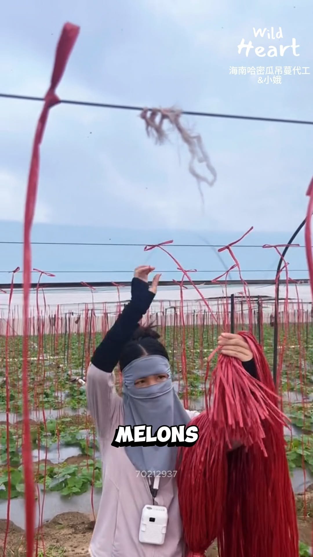 wildheart_500 게시물 이미지: Why Farmers Tie Red Strings
#fblifestyle...