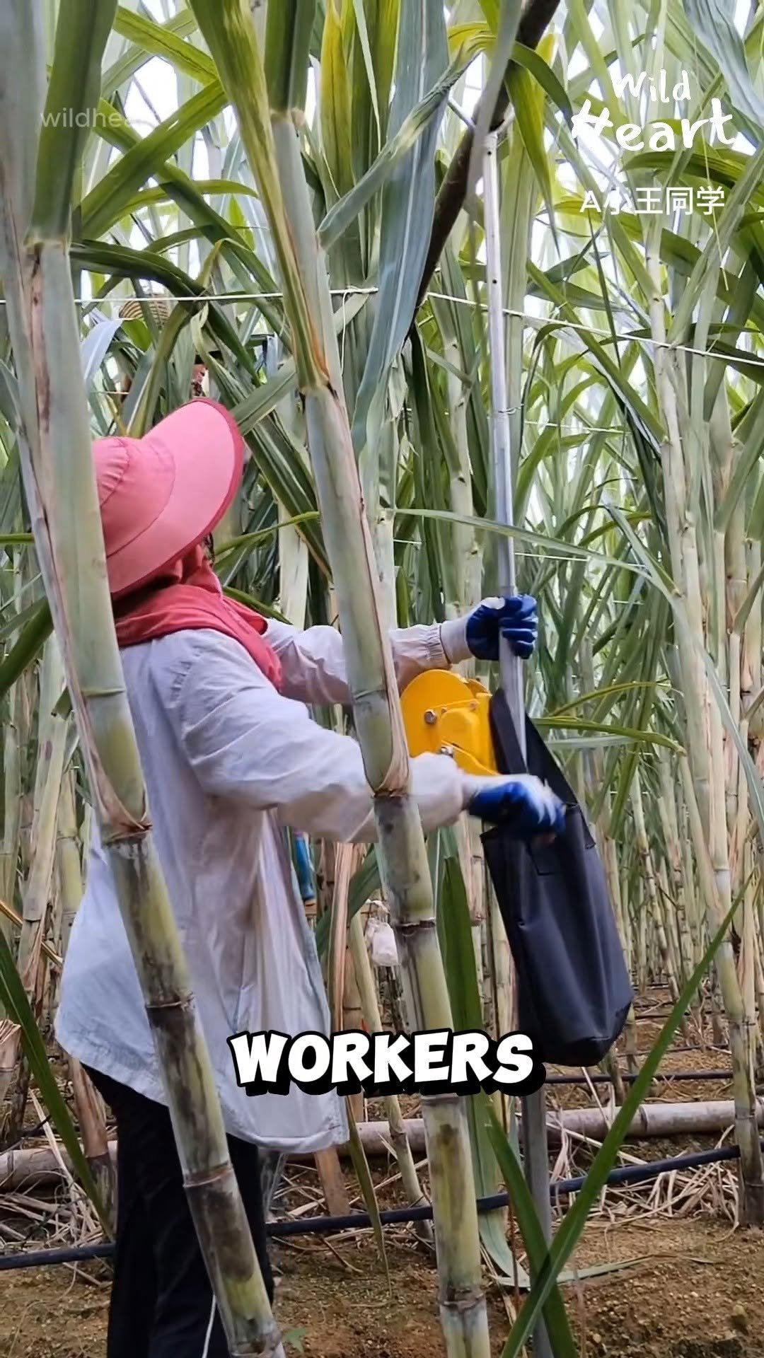 wildheart_500 게시물 이미지: Why Sugarcane Needs Extra Support
#sugarcane...