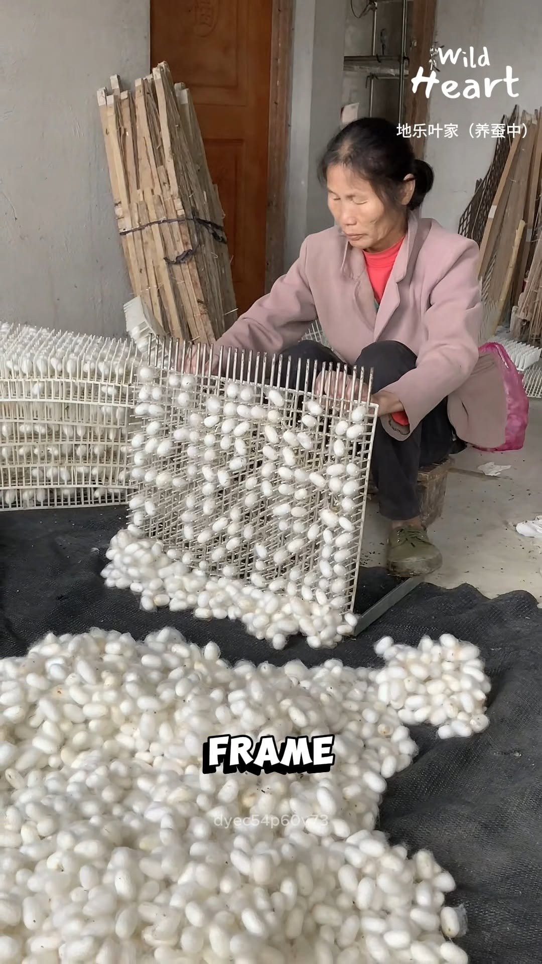 wildheart_500 게시물 이미지: How Silk Cocoons Are Sorted
#fblifestyle #silk...