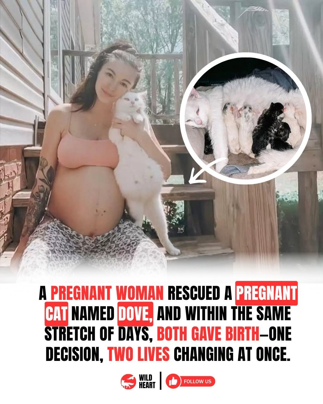 Photo by Wild Heart on April 28, 2026. May be an image of diaper and text that says 'A PREGNANT WOMAN RESCUED A PREGNANT CAT NAMED DOVE, AND WITHIN THE SAME STRETCH OF DAYS, BOTH GAVE BIRTH-ONE DECISION, TWO LIVES CHANGING A ONCE. WILD HEART FOLLOWUS'.