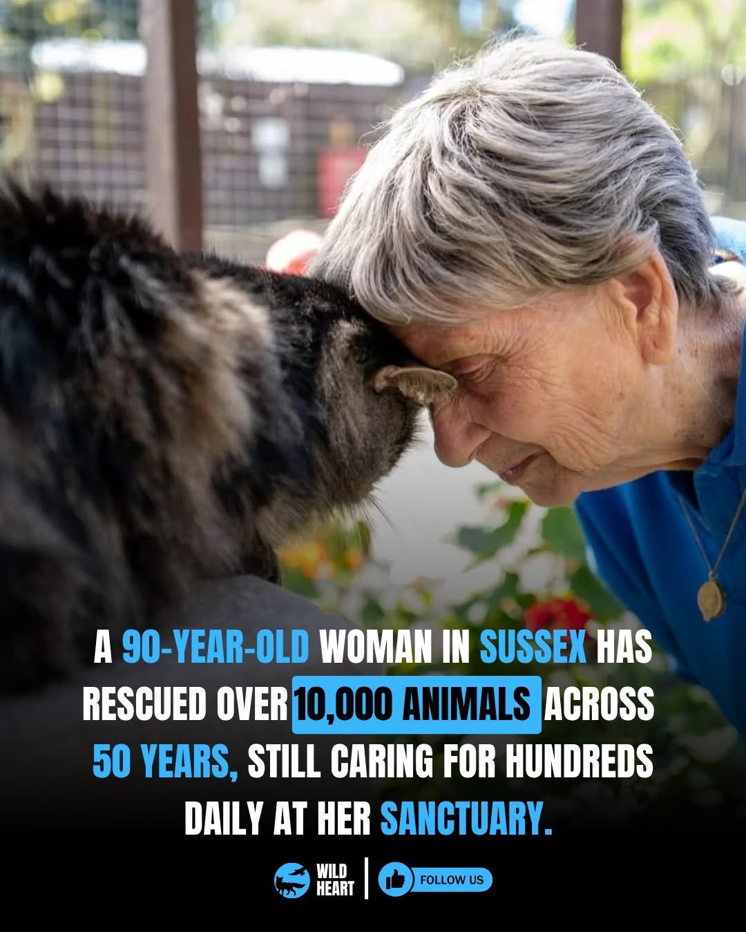 Photo by Wild Heart on April 28, 2026. May be an image of text that says 'A 90-YEAR-OLD WOMAN IN SUSSEX HAS RESCUED OVER 10,000 ANIMALS ACROSS 50 YEARS. STILL CARING FOR HUNDREDS DAILY AT HER SANCTUARY. WILD HEART FOLLOW US'.