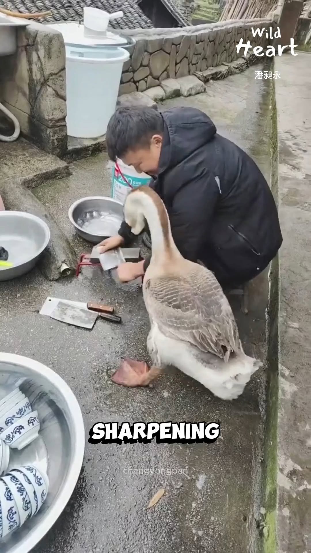 wildheart_500 게시물 이미지: The Goose and the Blade
#fblifestyle...