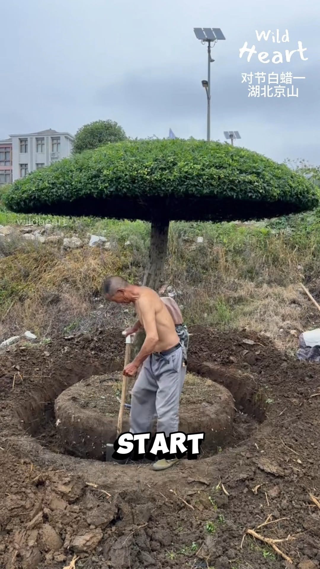 wildheart_500 게시물 이미지: Moving Giant Topiary Trees
#trees #topiary...