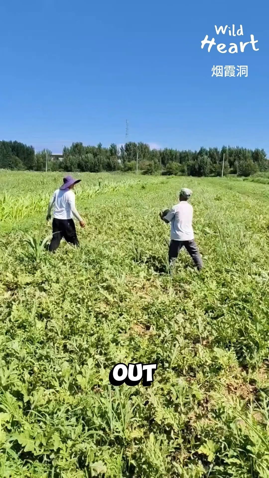 wildheart_500 게시물 이미지: Watermelon Picking Made Faster
#watermelon...