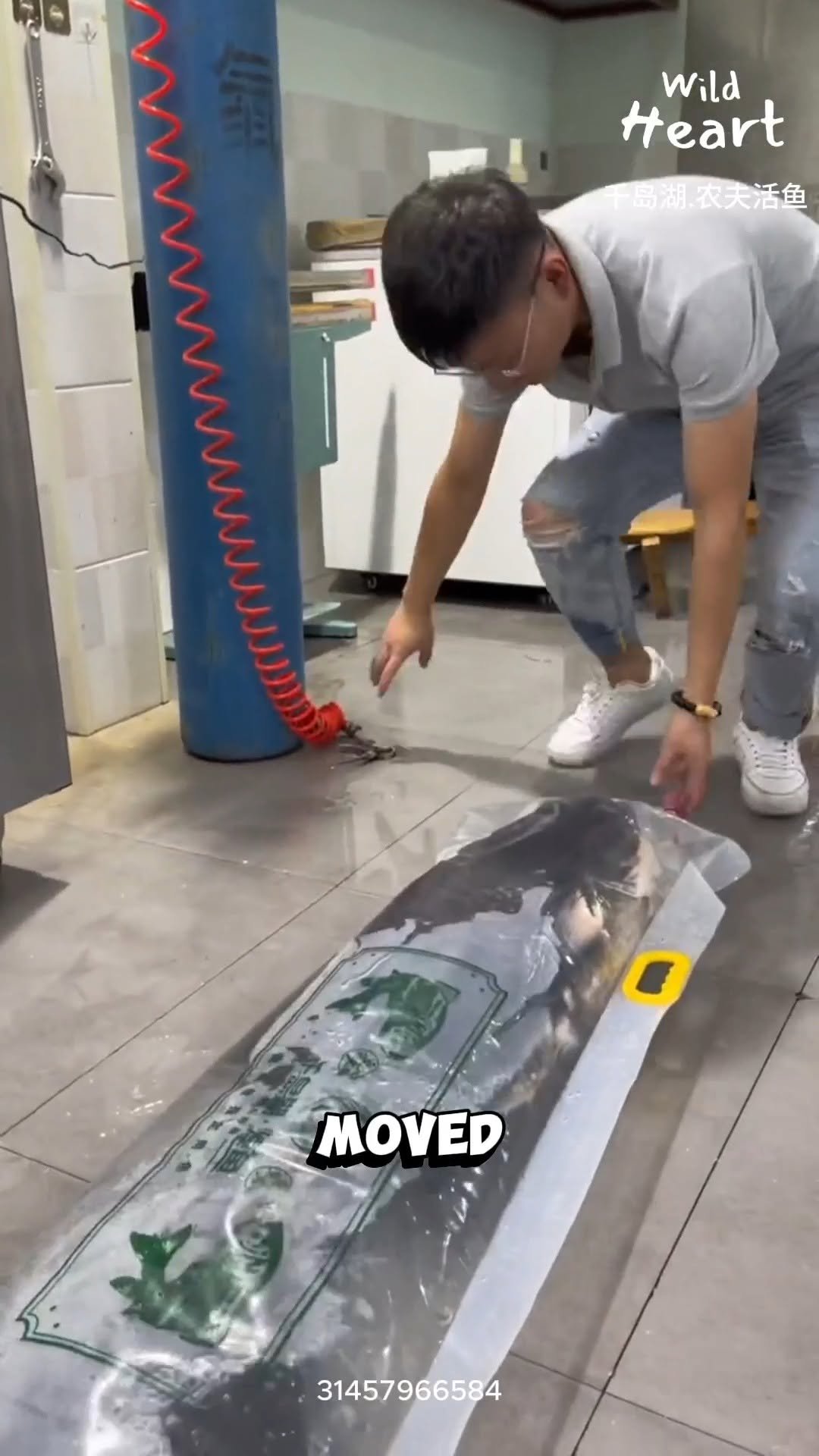 wildheart_500 게시물 이미지: How Big Fish Travel
#fblifestyle #aquaculture...