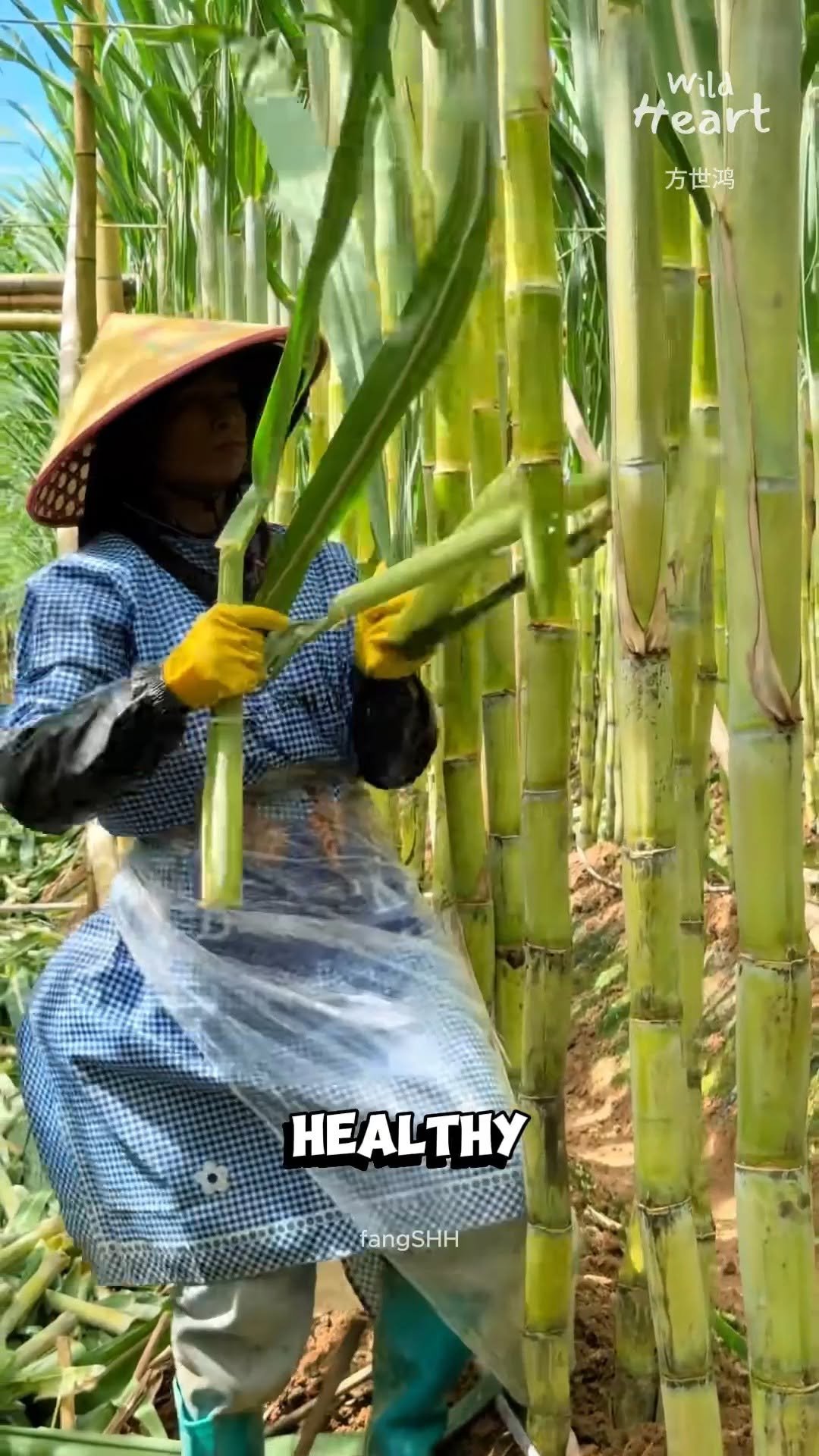 wildheart_500 게시물 이미지: Why Sugarcane Farmers Strip...