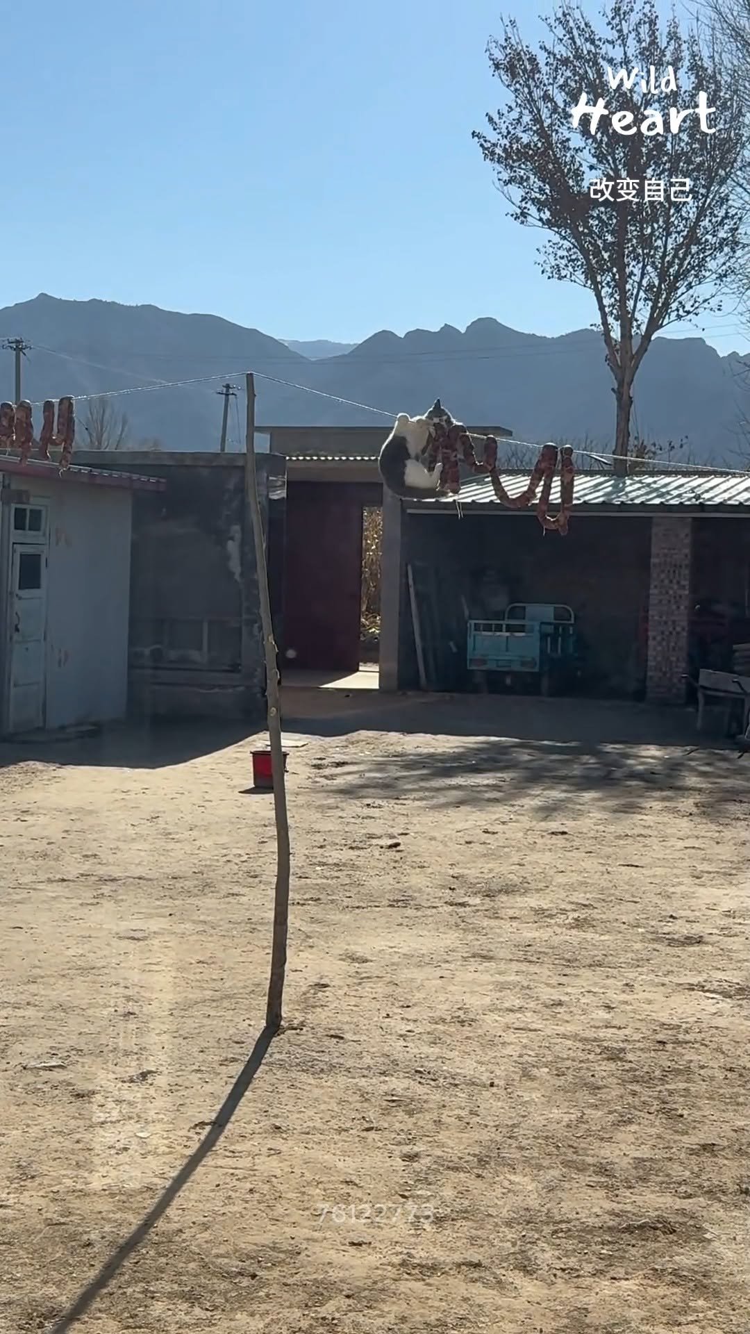 wildheart_500 게시물 이미지: Mission Impossible: Sausage Edition
#catantics...