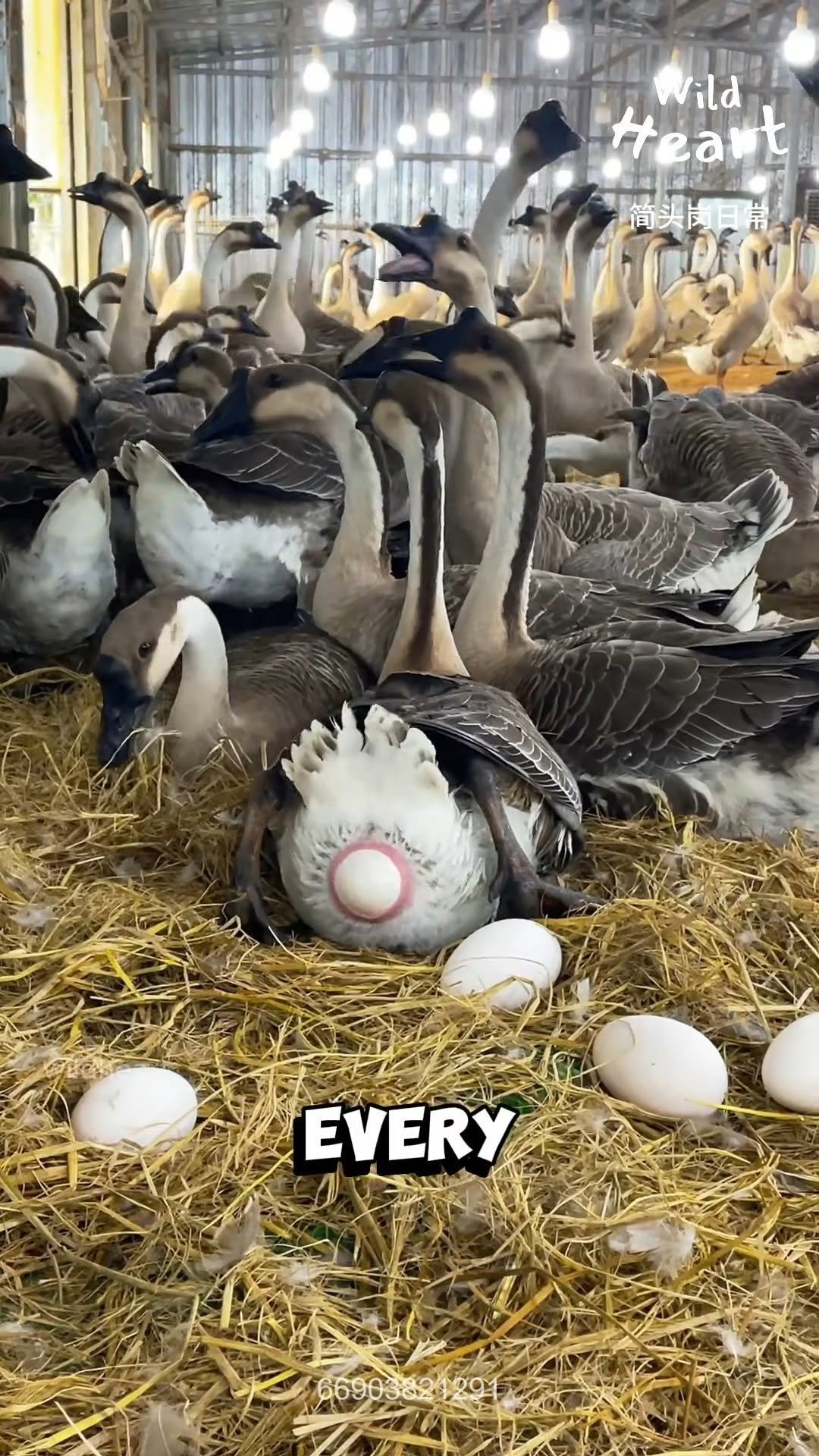 wildheart_500 게시물 이미지: How Farmers Collect Goose Eggs
#gooseeggs...