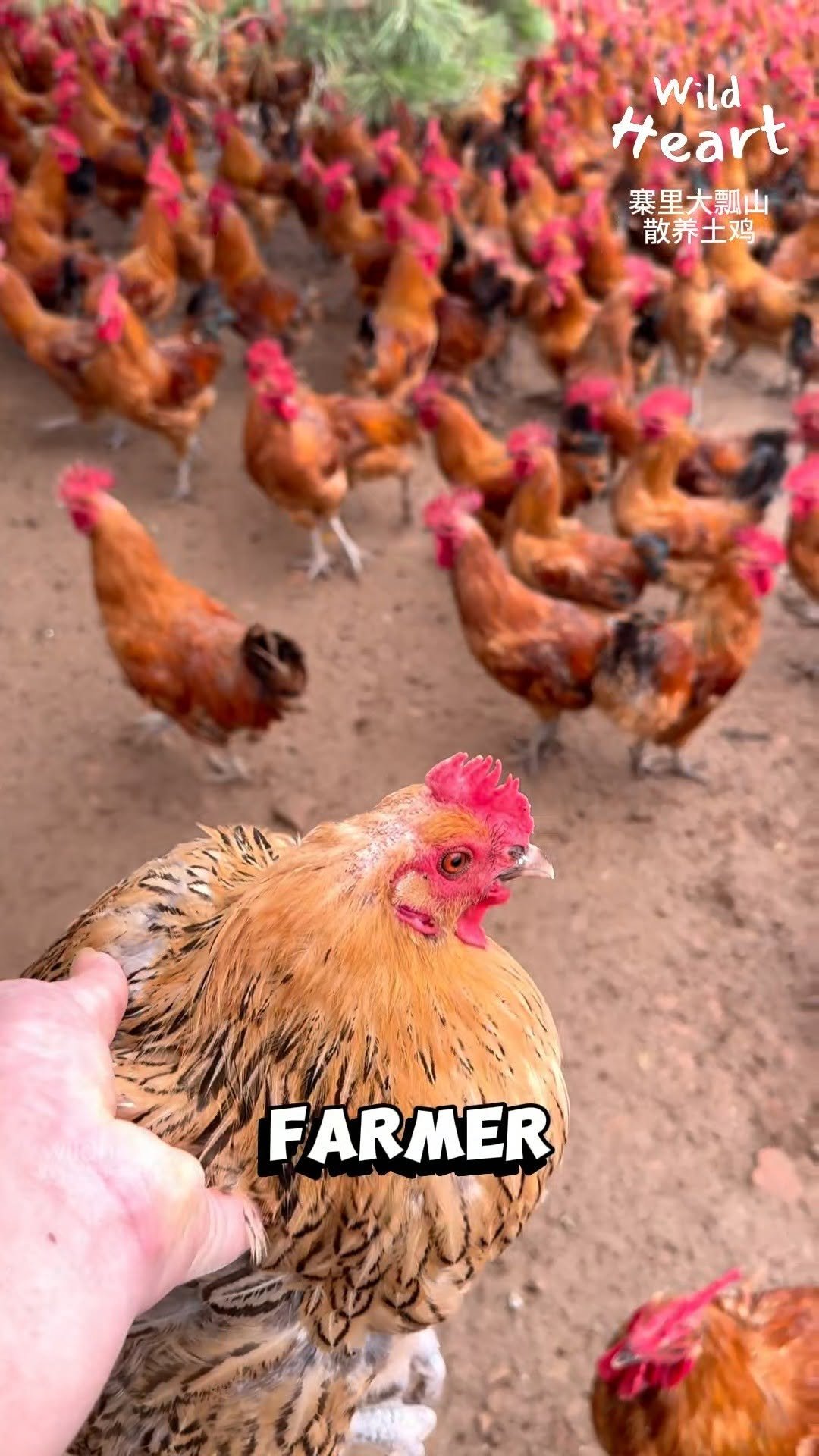 wildheart_500 게시물 이미지: Why This Farm Raises Only...