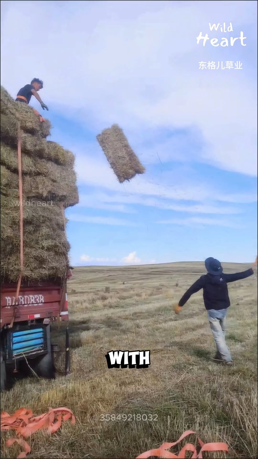 wildheart_500 게시물 이미지: The Art of Bale Throwing
#hay #agriculture...
