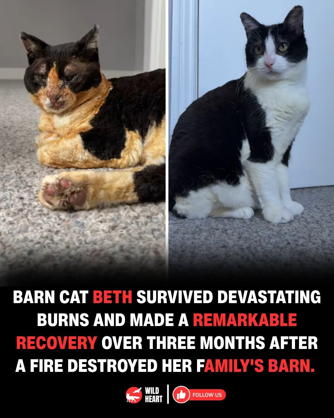 wildheart_500 게시물 이미지: How much can a cat recover after surviving a...