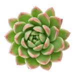 succulents.nursery 프로필 사진
