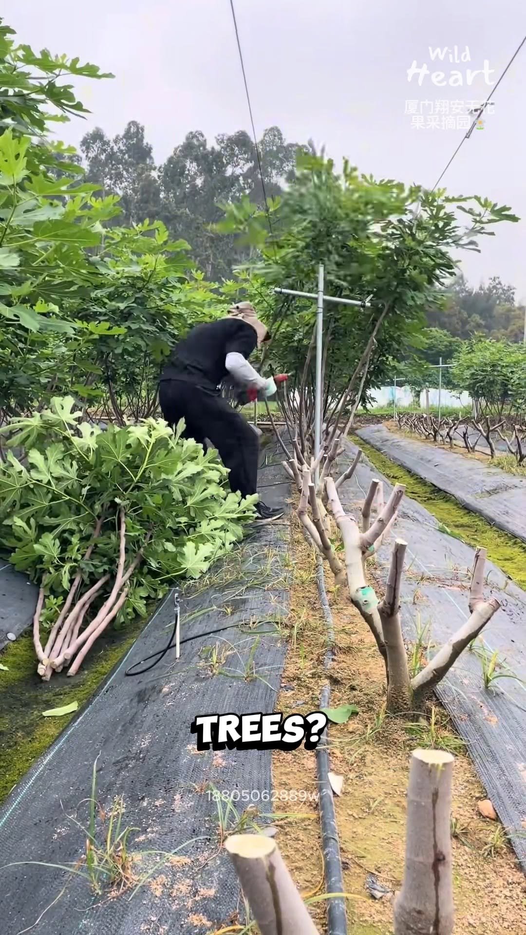 wildheart_500 게시물 이미지: Extreme Fig Tree Pruning
#fblifestyle #figfarm...