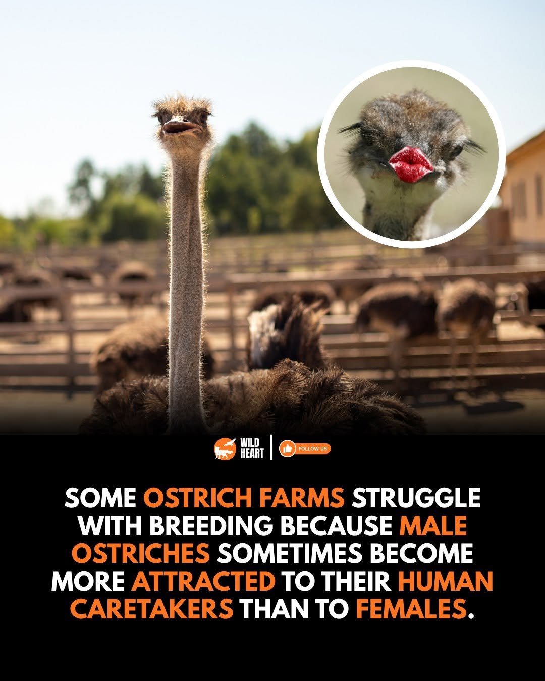 Photo by Wild Heart on November 15, 2025. May be an image of emu, ostrich and text that says 'WILD カ FOLLOWUS SOME OSTRICH FARMS STRUGGLE WITH BREEDING BECAUSE MALE OSTRICHES SOMETIMES BECOME MORE ATTRACTED to THEIR HUMAN CARETAKERS N to FEMALES.'.