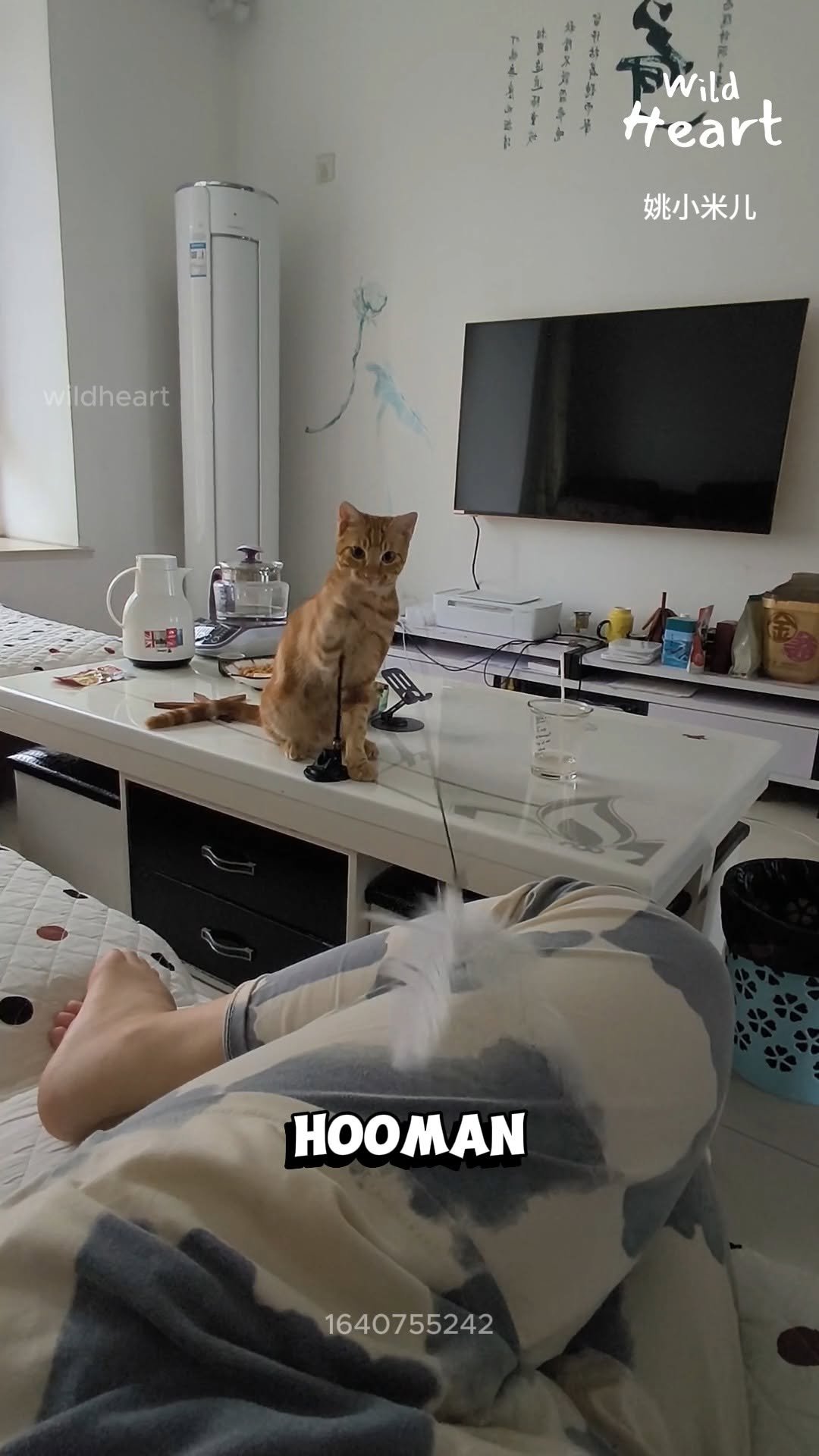 wildheart_500 게시물 이미지: How To Train Your Hooman
#cat #catlife...
