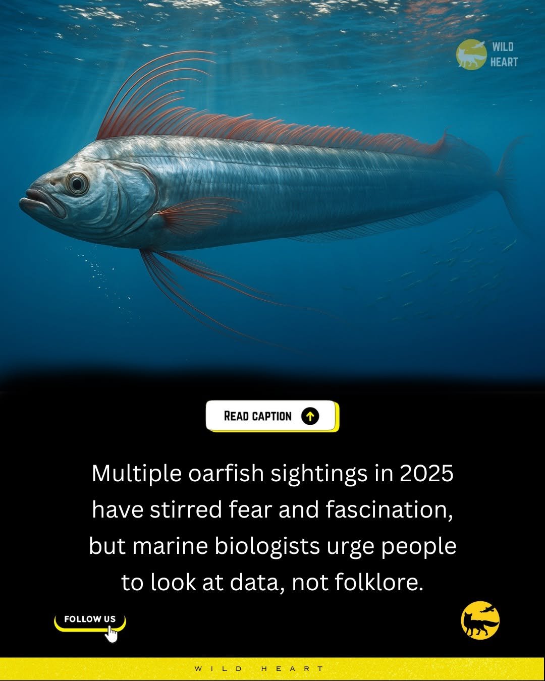 Photo by Wild Heart on October 05, 2025. May be an image of fish and text that says 'WILD メンン HEART READ CAPTION Multiple oarfish sightings in 2025 have stirred fear and fascination, but marine biologists urge people to look at data, not folklore. FOLLOW US WILD HEART'.