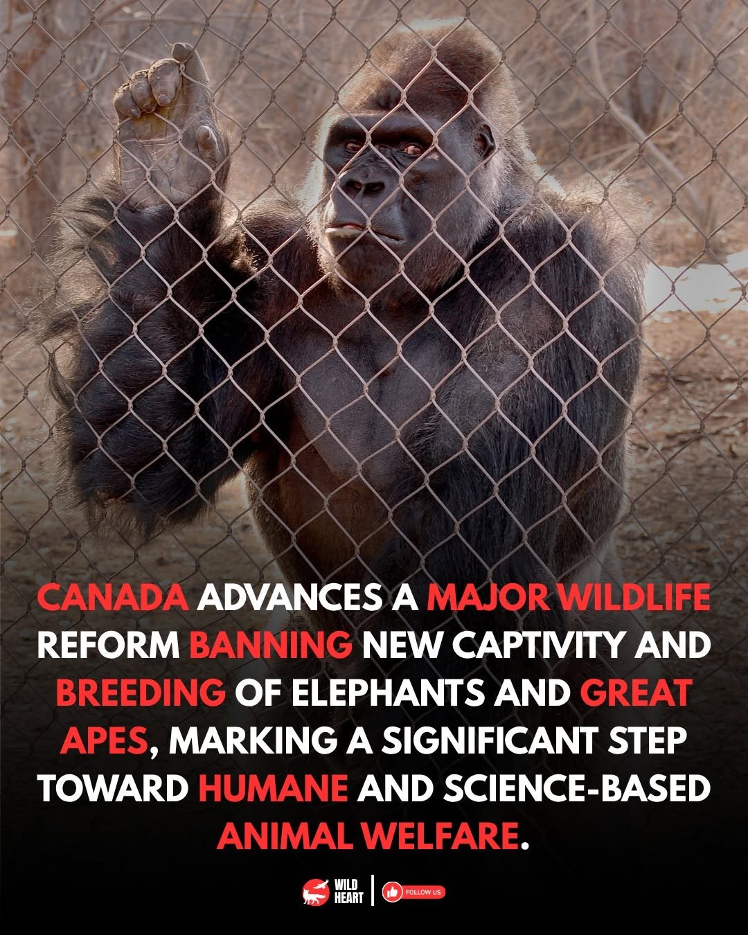 Photo by Wild Heart on November 13, 2025. May be an image of rhinoceros and text that says 'தத CANADA ADVANCES A MAJOR WILDLIFE REFORM BANNING NEW CAPTMVITY AND BREEDING OF ELEPHANTS AND GREAT APES, MARKING A SIGNIFICANT STEP TOWARD HUMANE AND SCIENCE-BASED BASED ANIMAL WELFARE. WILD HEART POLLOWUS'.