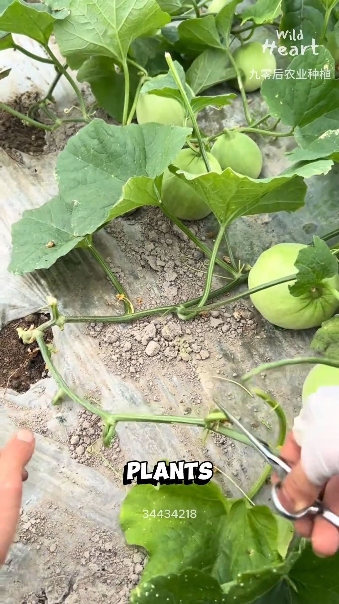 wildheart_500 게시물 이미지: Pruning for Bigger Melons
#fblifestyle...