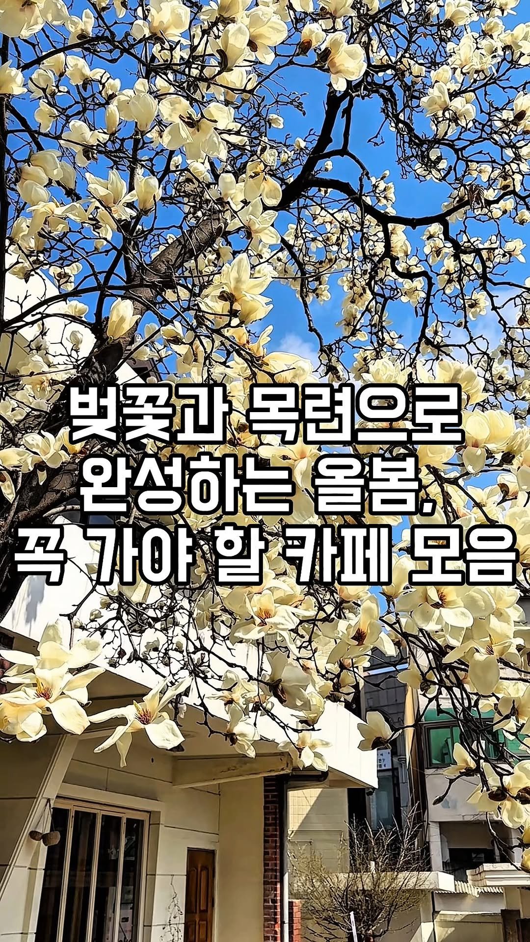 winnie_ly_ 게시물 이미지: (공유‼️)🌸봄이 오면 가장 먼저 떠오르는 수원 봄 카페...