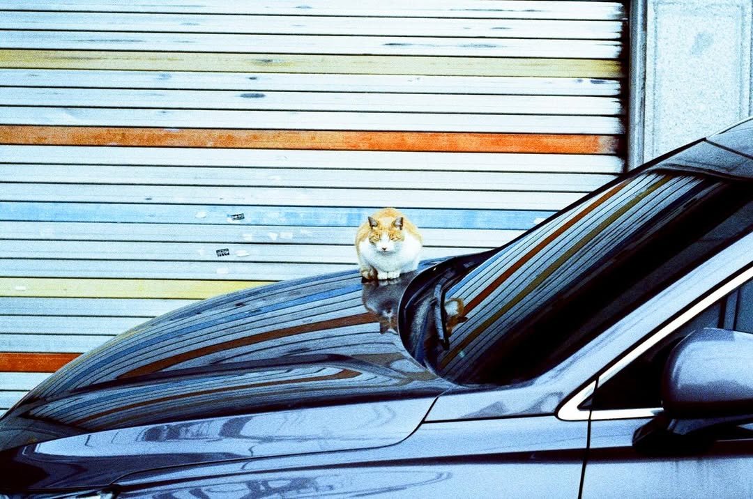 Photo by 시집서점 위트 앤 시니컬 on February 11, 2026. May be an image of kitten, windshield, minivan, limousine and text.