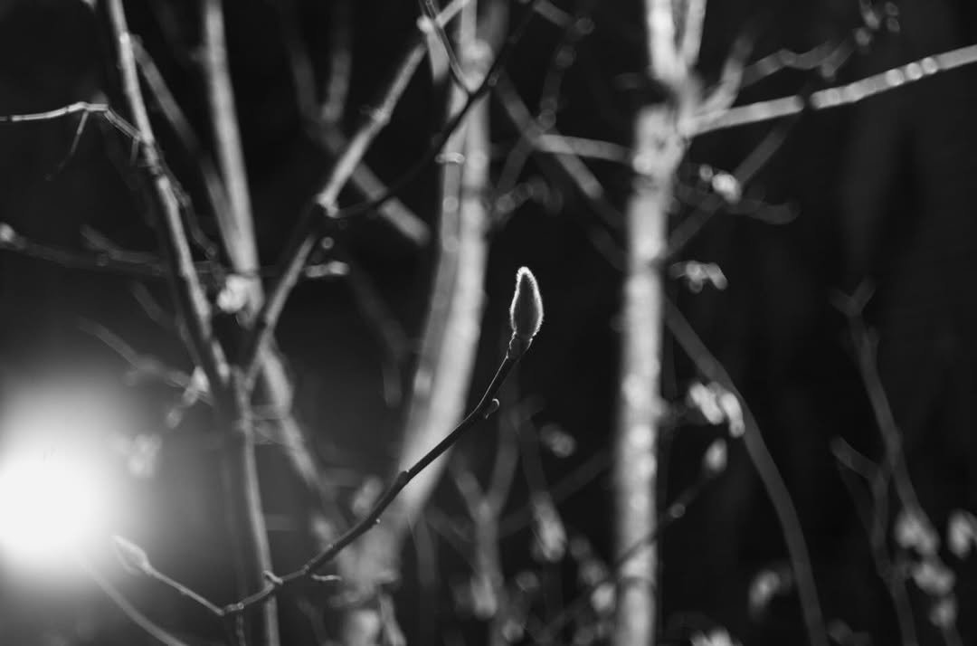 Photo by 시집서점 위트 앤 시니컬 on February 17, 2026. May be a black-and-white image of tree and text.