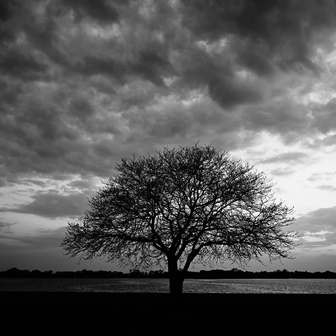 Photo by 위즈홈 | Wiz Home on March 11, 2026. May be a black-and-white image of nature, tree and text.