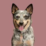 muffin_acd 프로필 사진