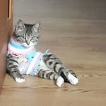 styleofstraykids 프로필 사진